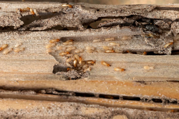 Best Ant Control Services  in Milton, GA